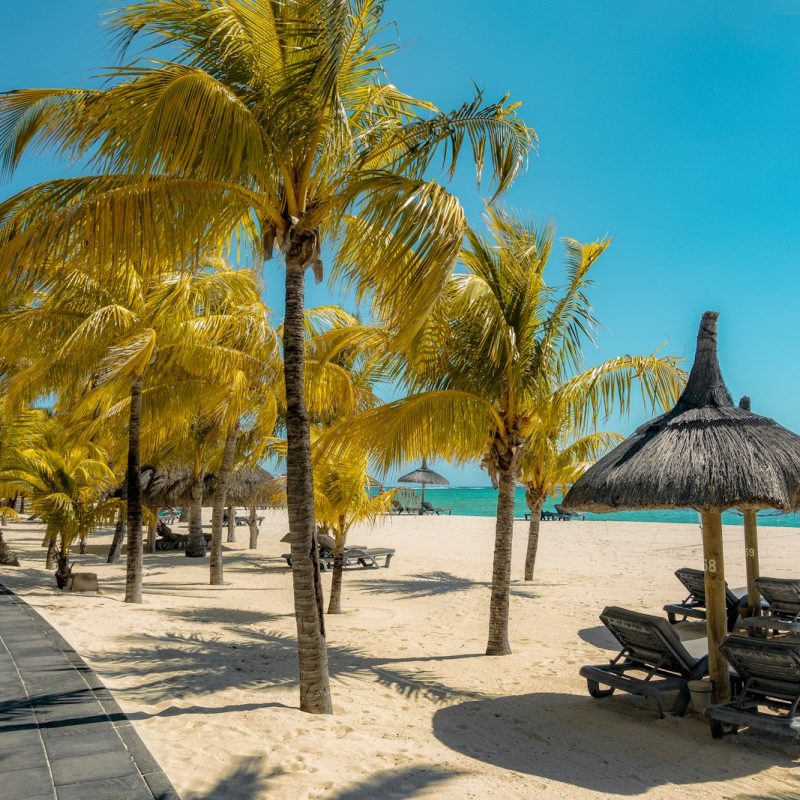 coconut tree near shoreline